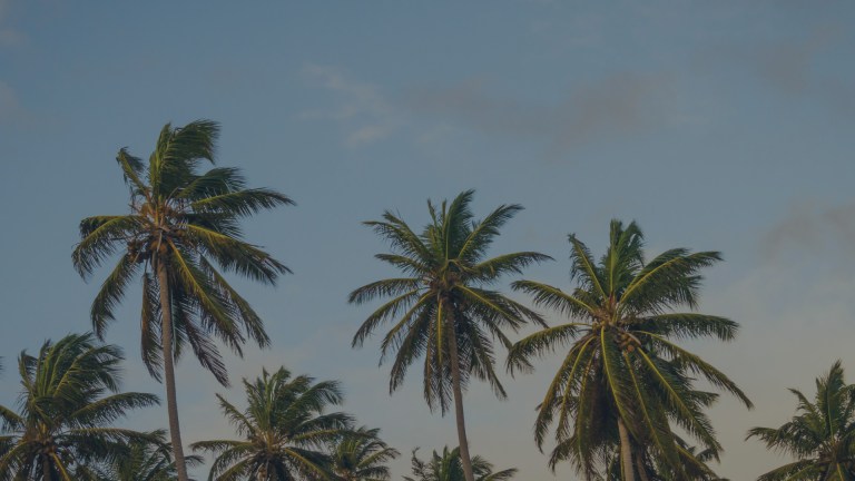 A view looking up into the blue Florida skies through a line up of lovely coconut palms in Jacksonville, Florida, a location for FamilyLife's Weekend to Remember® marriage retreat.